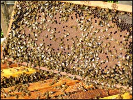 bees brood boxes