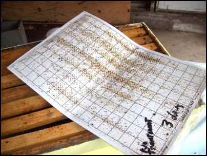 Preparing bees for winter