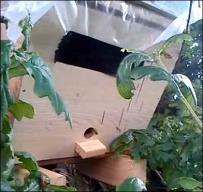 Bees for Free, collecting bee swarm, homesteading, homestead, homestead.org