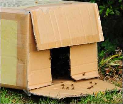 Bees for Free, collecting bee swarm, homesteading, homestead, homestead.org