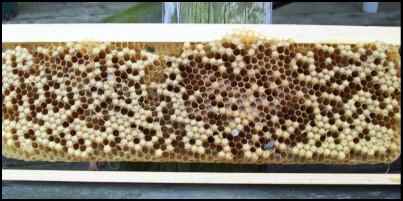 Preparing bees for winter