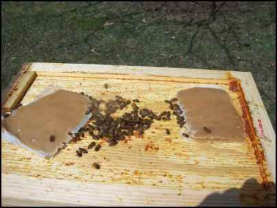 Preparing bees for winter