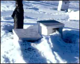 winter beehive bees