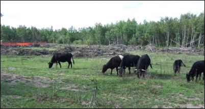 The cattle enjoying the new pasture.
