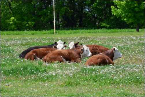 health benefits of Raw Milk, homesteading