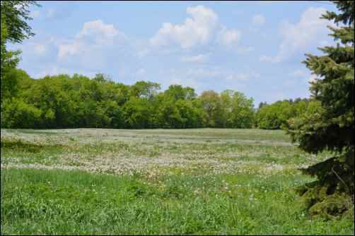 health benefits of Raw Milk, homesteading