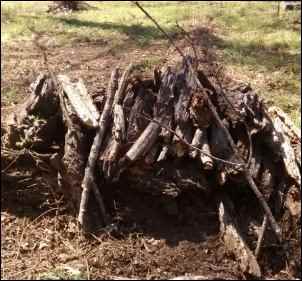 Building a Backyard Habitat