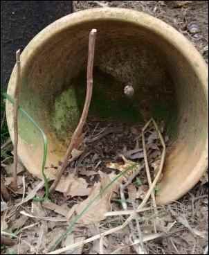 Building a Backyard Habitat