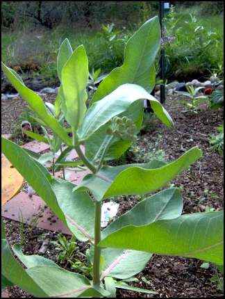  Asclepias Syriaca