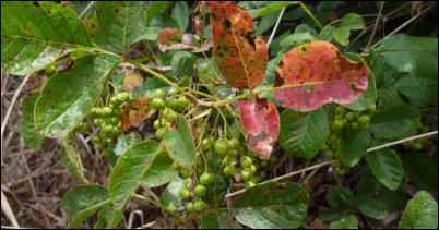 Poison Oak berries start appearing in late spring to early summer. Take note of the patchiness of the leaves.
