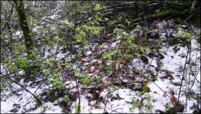 Poison oak bush in early spring.