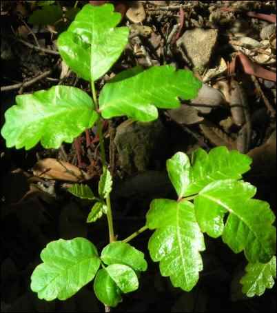 Young Poison oak oil
