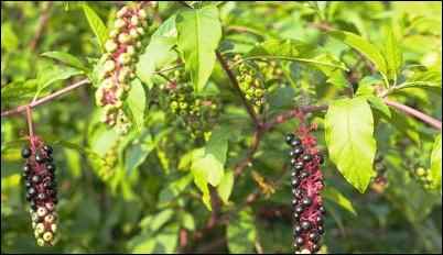 weeds as soil indicators pokeweed