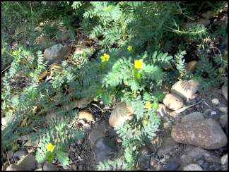 Puncturevine (Tribulus terrestris)