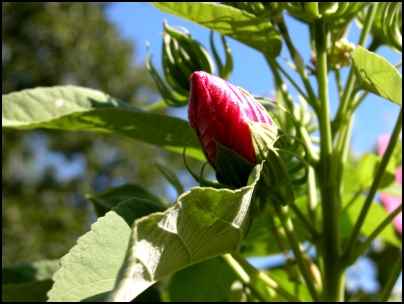 Rose Mallow Hibiscus, homesteading, homestead