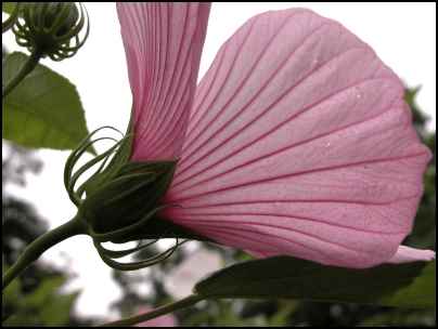Rose Mallow Hibiscus, homesteading, homestead