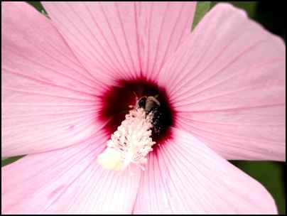 Rose Mallow Hibiscus, homesteading, homestead