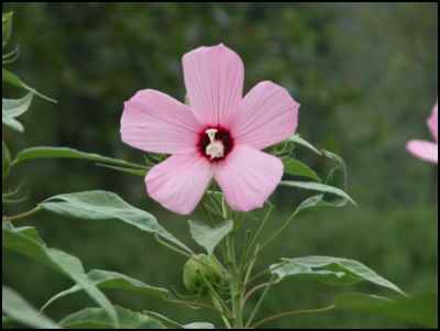 Rose Mallow Hibiscus, homesteading, homestead