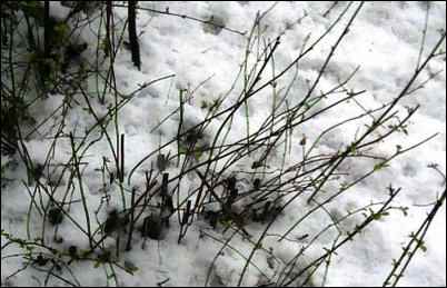 Twigs of poison oak with the first signs of the infamous "leaves of three".