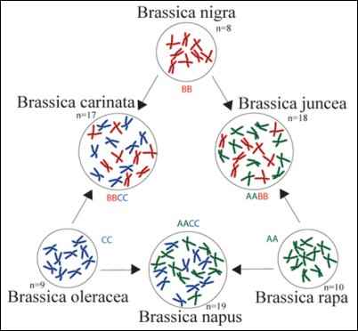 brassica