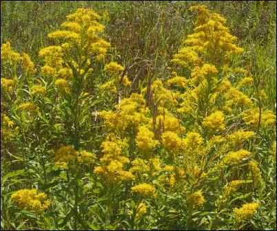 weeds as soil indicators goldenrod
