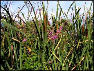 Purple Loosestrife (Lythrum salicaria) amidst cat-tails