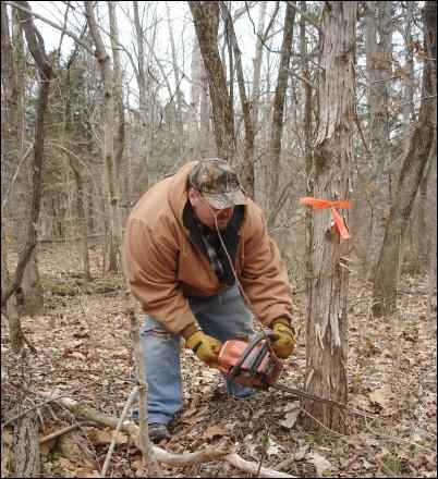 start a woodlot management plan