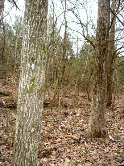 start a woodlot management plan