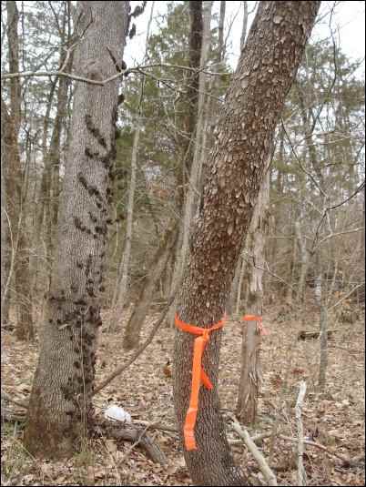 woodlot management plan