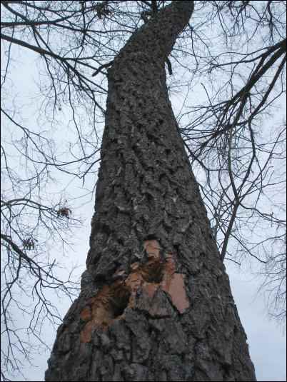 woodlot management plan