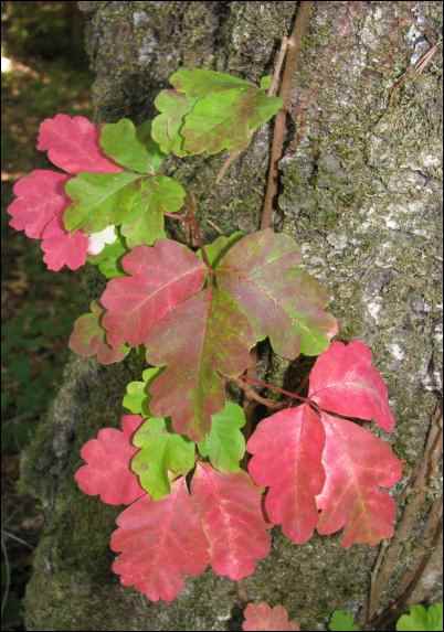 poison oak 