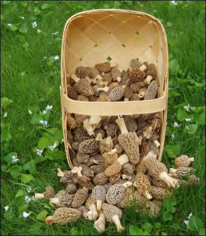 morel mushrooms, identifying morel mushrooms, what are merkels, Hunting for Morels, gathering morel mushrooms