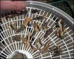 Drying morels in a food dehydrator, morel mushrooms, identifying morel mushrooms, what are merkels, Hunting for Morels, gathering morel mushrooms