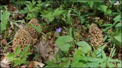 morel mushrooms, identifying morel mushrooms, what are merkels, Hunting for Morels, gathering morel mushrooms