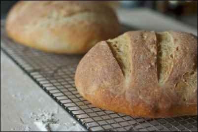 make your own sourdough starter, Fermented Foods: Beneficial Bacteria for the Health-conscious Homesteader