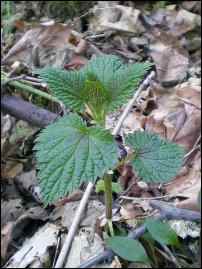 foraging for food nettles