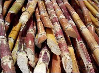 sugar cane, Keeping Sugar Off the Table, high fructose corn syrup, HFCS, is HFCS bad, dangers of sugar
