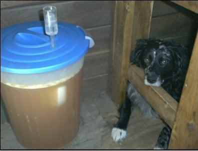 homebrew fermenting brew beer