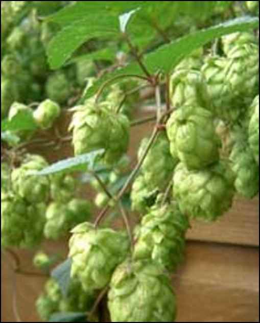 homebrew hops brew beer