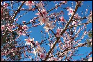 Planning the Homestead Orchard, planning an orchard, orchard planning, planting fruit trees, growing fruit trees, homesteading