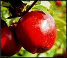 Planning the Homestead Orchard, planning an orchard, orchard planning, planting fruit trees, growing fruit trees, homesteading