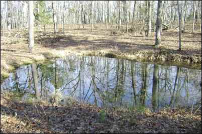 Attract Wildlife to Your Property with a pond