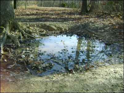 Attract Wildlife to Your Property with mineral licks