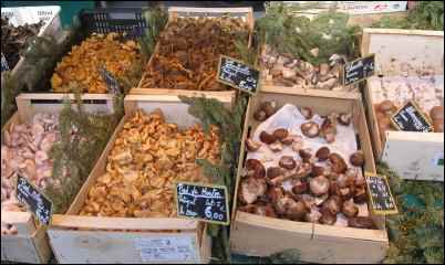 Weird Things to Grow and Market on the Homestead, homesteading