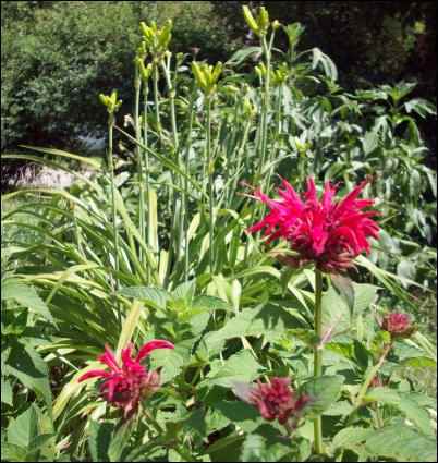 Beebalm and daylilies