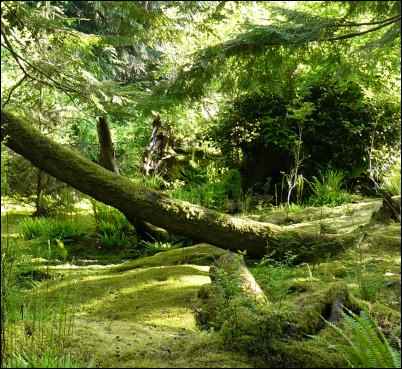 sell moss