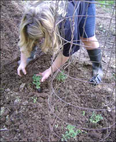 Vegetable gardening on the homestead need not be an expensive venture. Plants are inexpensive, and seeds are even cheaper. Tomato cages can be made using welded wire used in concrete reinforcement or old fence wire. Most vegetable gardening can be done with simple hand tools... a shovel, hoe, gardening spade, etc.