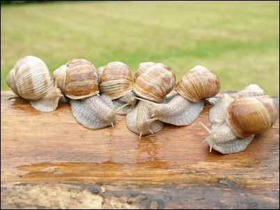 Helix polmatia, Weird Things to Grow and Market on the Homestead, homesteading