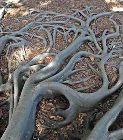 facts about figs oldest cultivated plant