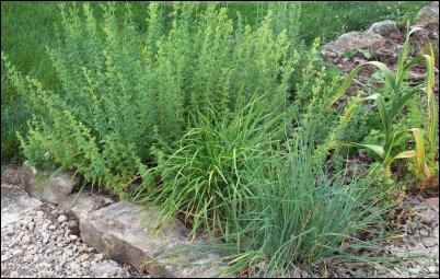 An herbs bed